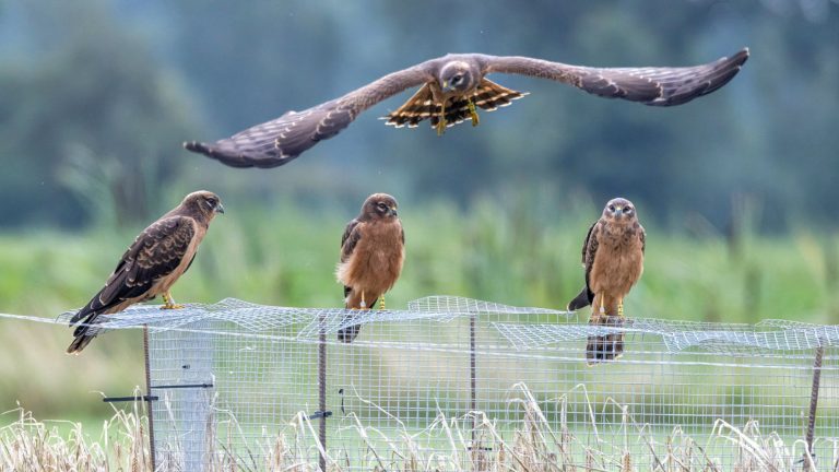 Montagu's Harrier